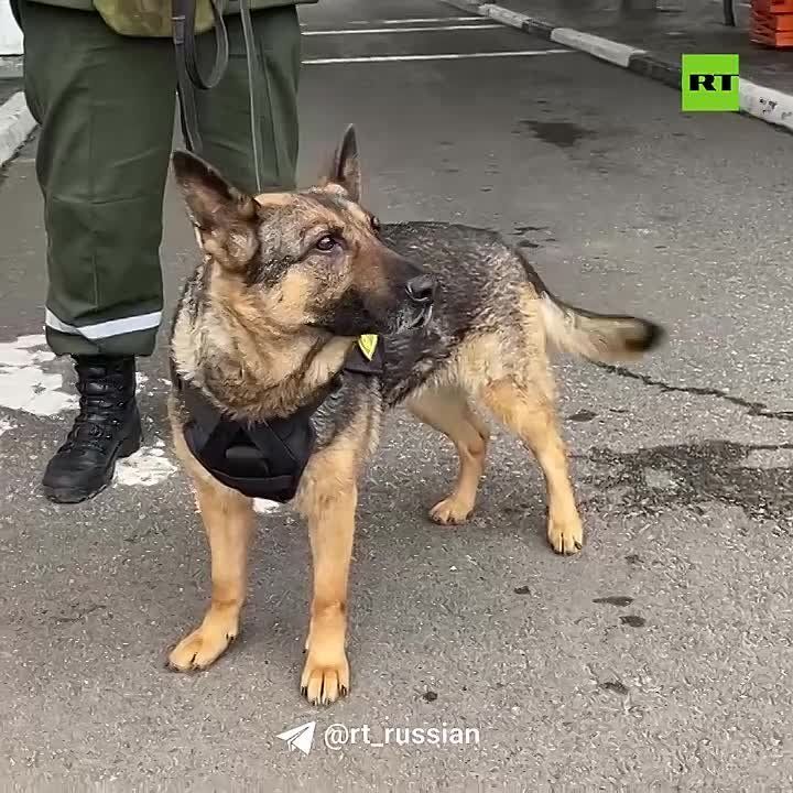 ���� RT ����� ������� @corrkosarev ������� �� ������� ���������� � �������