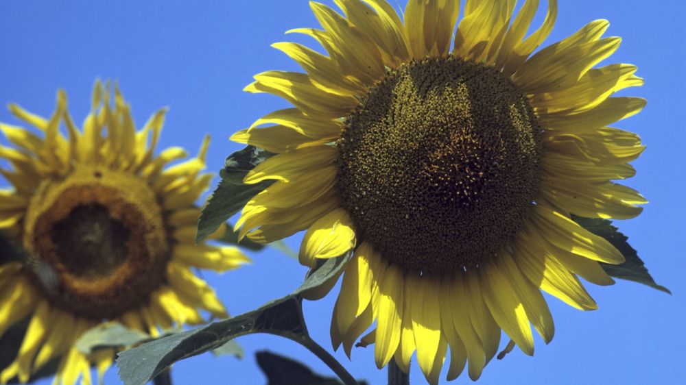 ������� ������� � ��� ����� � ������ �������� ������ ������