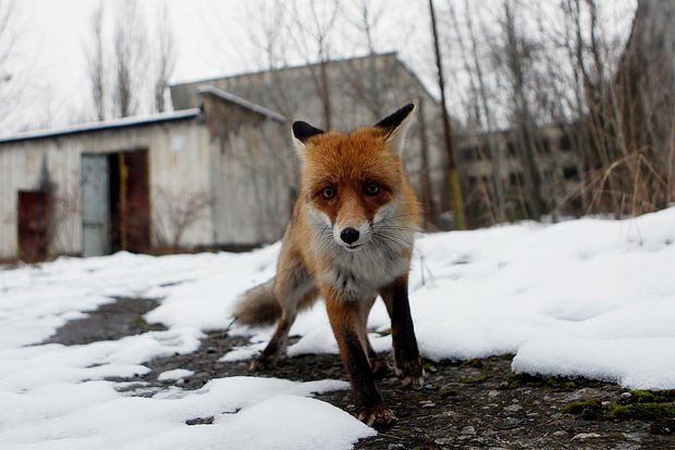 РИА Новости: У животных из зоны отчуждения нашли признаки ускоренной эволюции