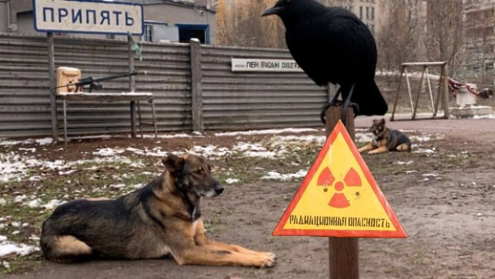 Чернобыль как двигатель эволюции