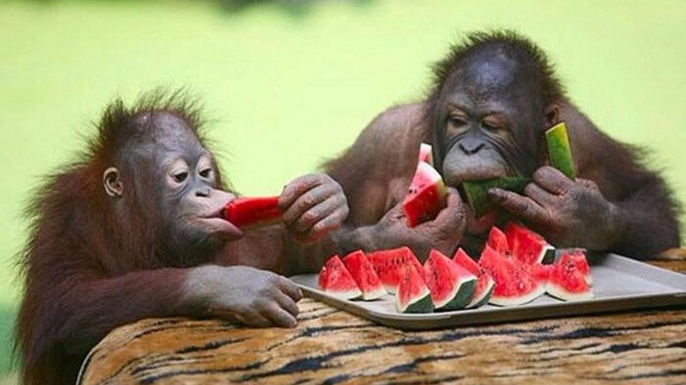 Война или мир на троих. США и Европа в Париже решают, как угробить Украину