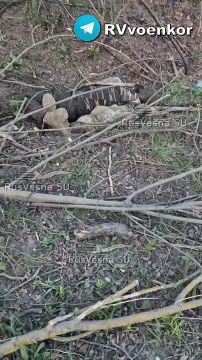 Бойня в Курской области: позиции ВСУ завалены трупами оккупантов