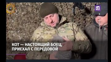 В России хотят учредить День фронтового кота