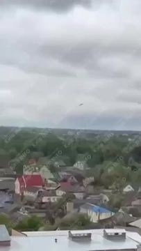 Владислав Евтушенко: Дневной расцвет Герани в Белой Церкви
