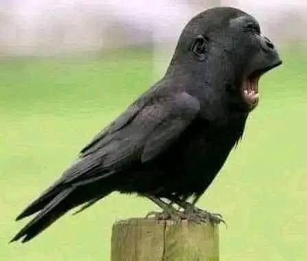 Зеленский отказался участвовать в сегодняшних переговорах: он просто отправит в Стамбул украинскую делегацию