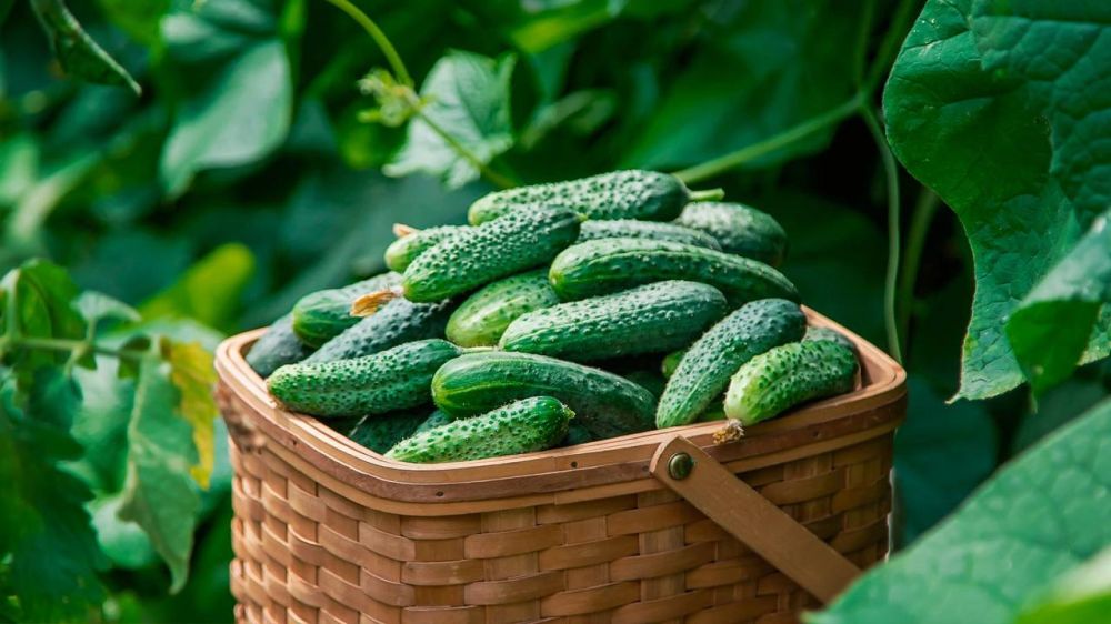 Экспорт российских огурцов в Польшу в марте достиг максимального уровня за последние четыре года, следует из расчетов «РИА Новости» на основе данных Евростата