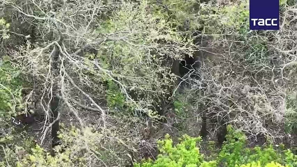 Эдуард Басурин: Отлов бандеровских нацистов в Сумской области