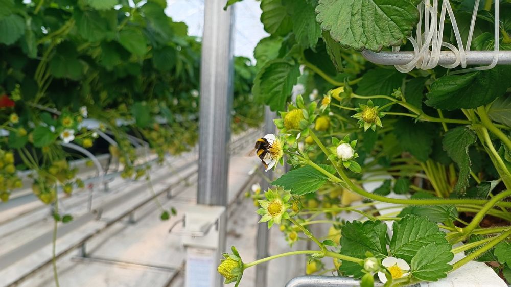 Европа прекратит действие беспошлинного ввоза украинских товаров