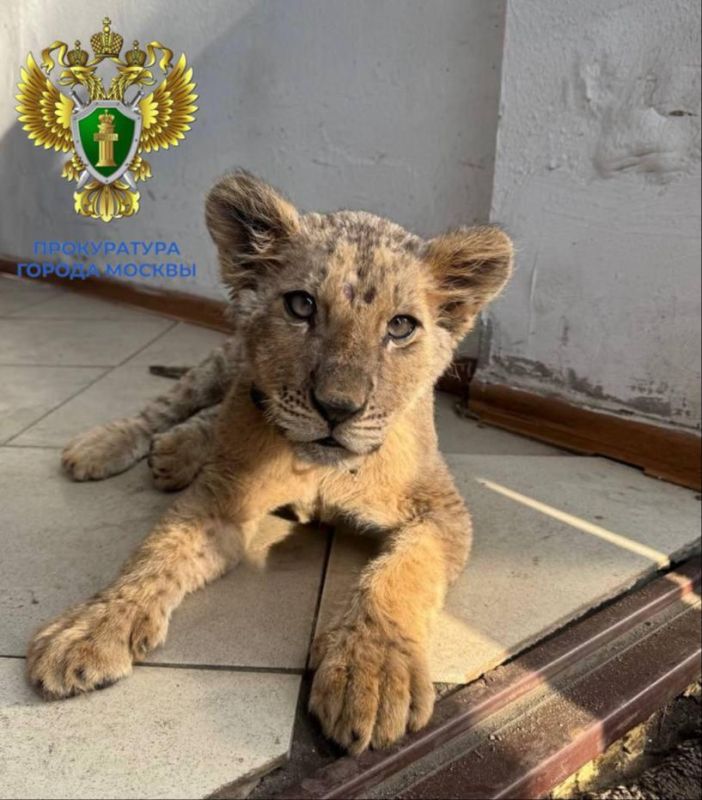 В Москве сотрудники прокуратуры конфисковали трехмесячного львенка у местного жителя, содержавшего животное с нарушением закона