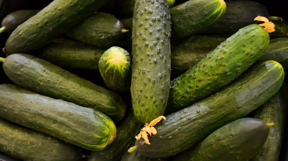 О2: производители в Польше призвали запретить ввоз огурцов из России