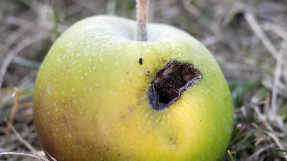 "Вы шо - це смак дитинства!": Украинские блогеры показали, как жить при Зеленском