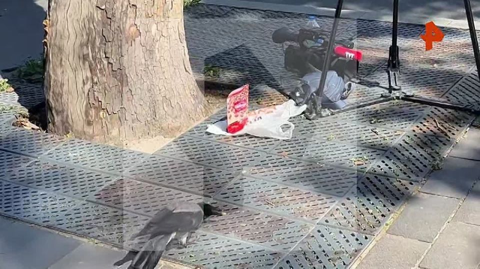 Ворона подкралась к съемочной группе журналистов, собравшихся у дворца Чираган в Стамбуле, где проходят переговоры России и Украины, и украла их "перекус"