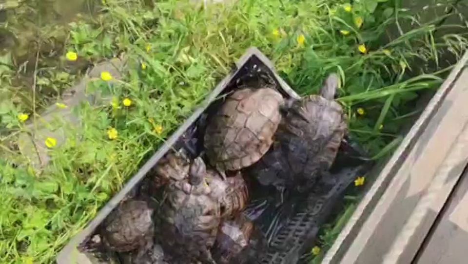 Ирина Куксенкова: Сколько стоит украинскому дезертиру вернуться в часть, как поссорились Дональд и Илон, в Швеции родителей посадили в тюрьму за проблемы с зубами у детей, – вечерняя сводка 5 июня: