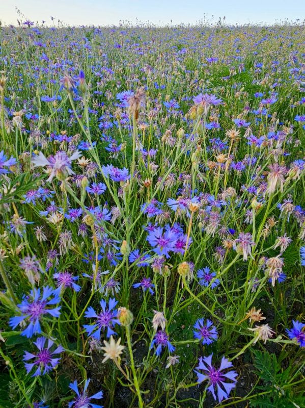 Васильковое поле под Симферополем