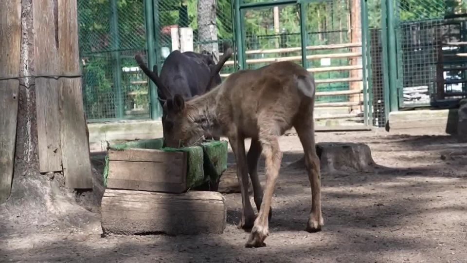 ����� ����������: ��� ���� �� ������������ � ���������� ����������������, ������� ��� ������� ������ �� �������� �����, �� ������ ��������� ������ ��������� ������-����������� ��� ������ �� ���������� ������� � ��������...