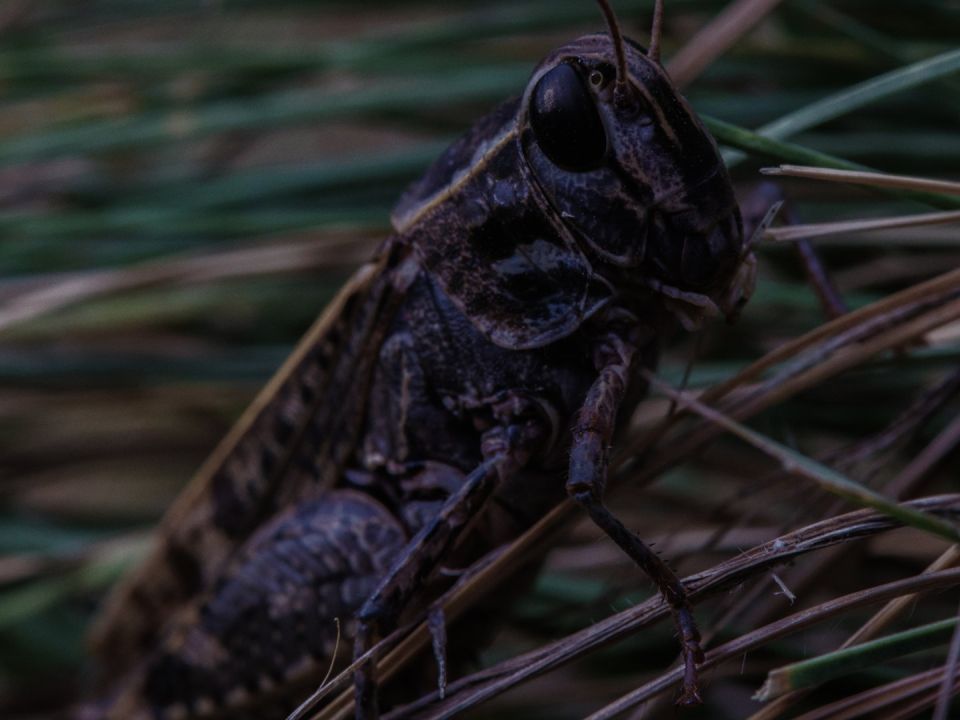 Столицу Украины массово атаковал неожиданный враг