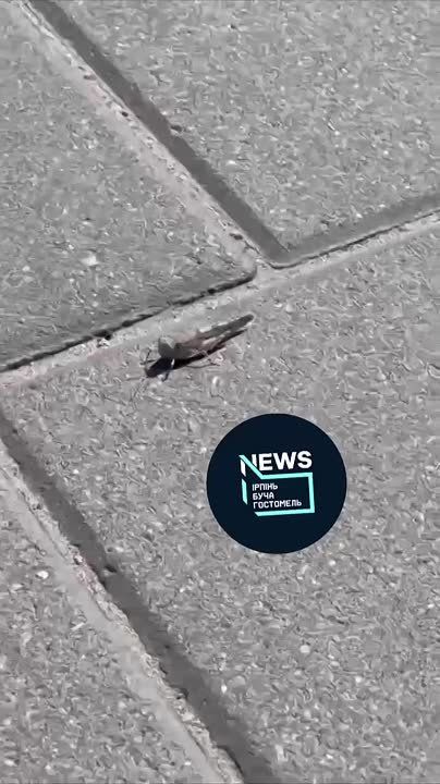 Армен Гаспарян: Передовые отряды саранчи штурмом взяли Киев