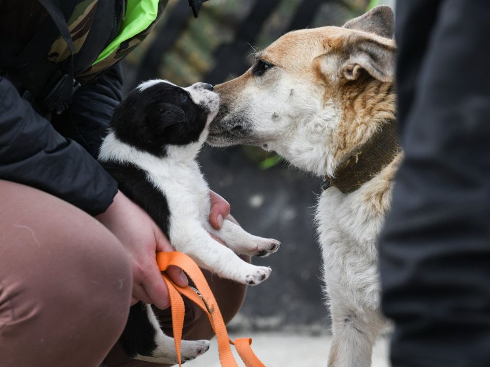 Более 30 котов и 11 собак: украинцы отказались принимать эвакуированную семью из-за животных