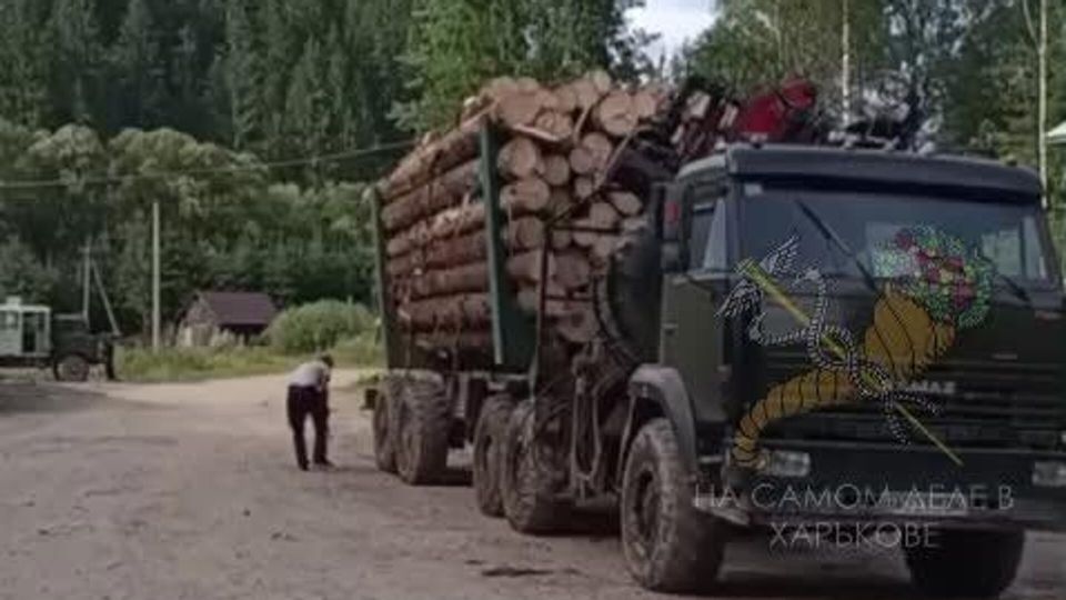Пока по всей Украине царит бардак и хаос, в Карпатах ударными темпами уничтожают леса. Незаконную вырубку зафиксировала местная жительница