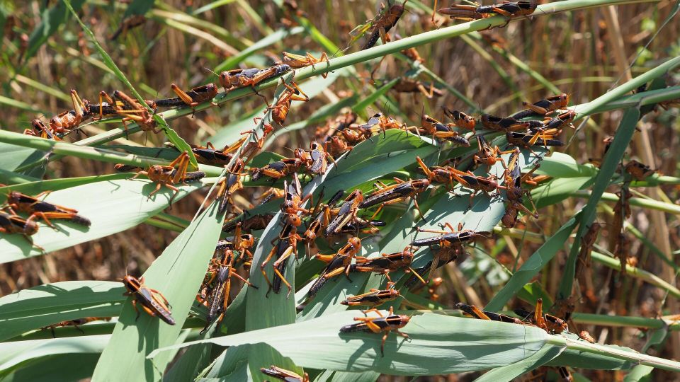 Украина, саранча и четыре всадника Апокалипсиса. "Мне отмщение и аз воздам"