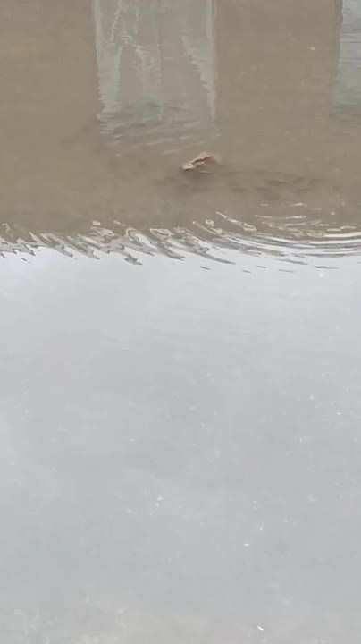 Житомир уходит под воду. В одном из областных центров Украины зафиксировано настоящее наводнение — по большей части города можно передвигаться если и не вплавь, тот как минимум вброд