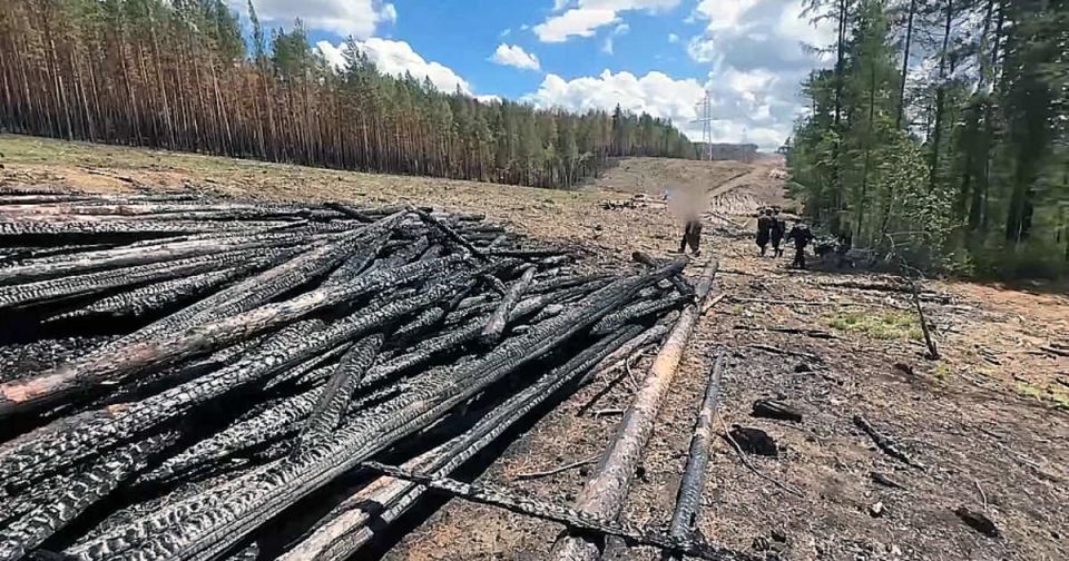 Подростки по указанию куратора подожгли лес в Забайкалье, ущерб превысил 300 млн