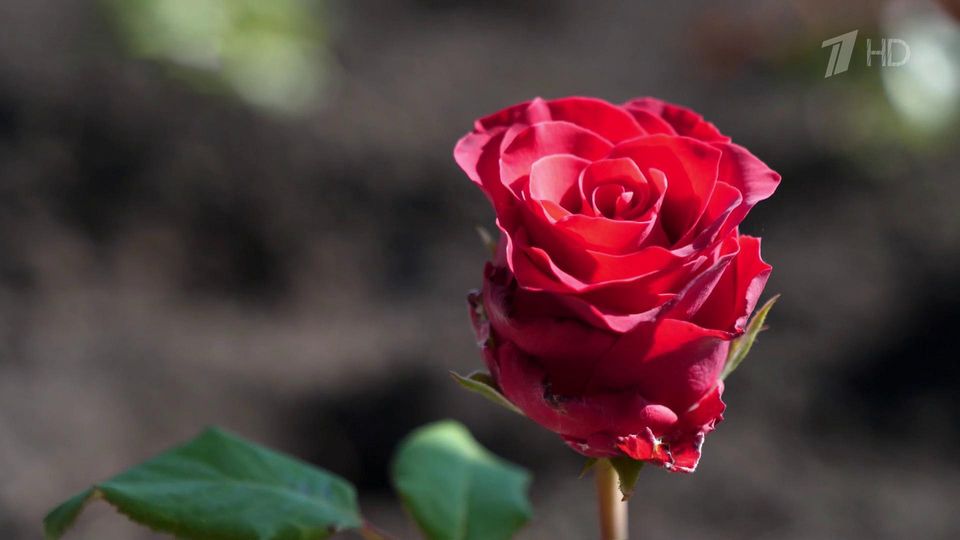 �� ���� ������ ������� ������� ��������� ����������� ���� � ������ � �������� ��� ��������� ���