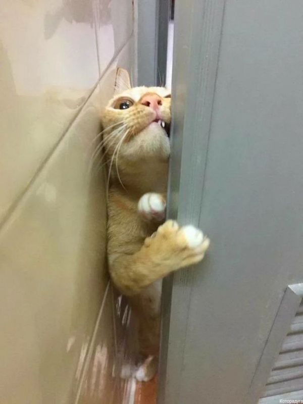 Александр Юнашев: Эксклюзивный кадр: Зеленский пытается просочиться на саммит России и США