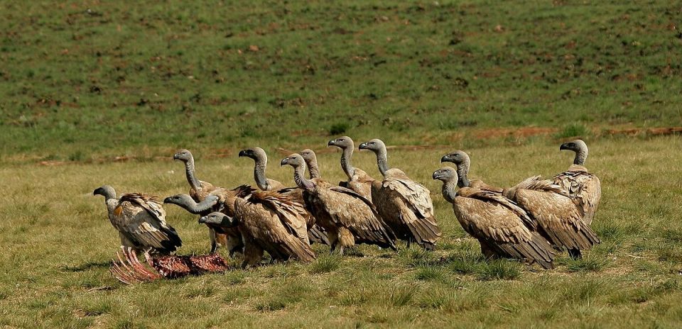 Как сторонники войны на Украине работают на срыв саммита на Аляске