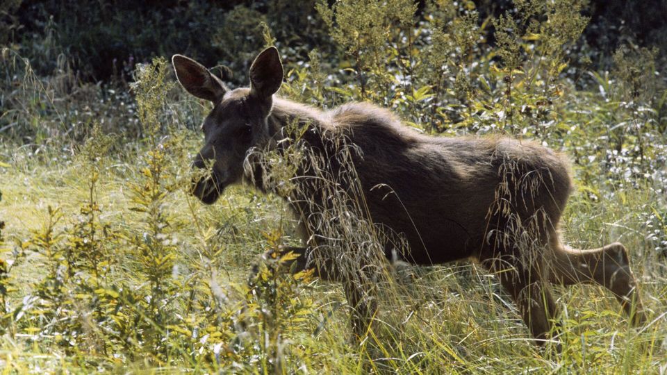 Захарова сравнила пробравшегося на базу Элмендорф-Ричардсон лося с Зеленским