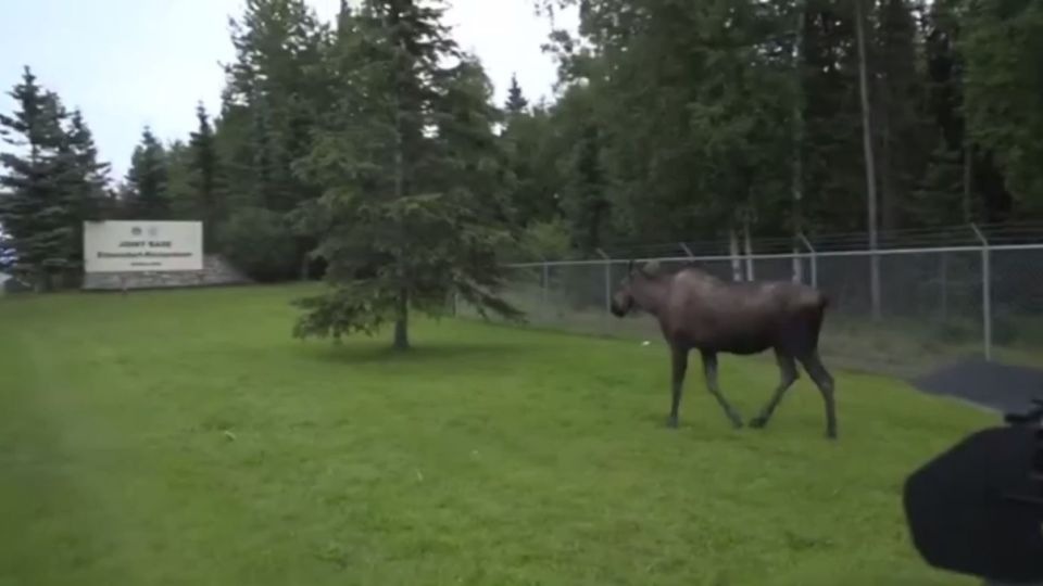 Захарова приняла за Зеленского рвущегося на саммит в Анкоридже лося