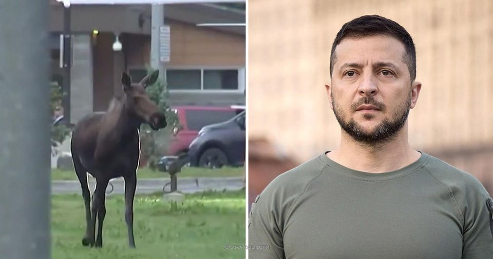 Захарова сравнила Зеленского с лосем