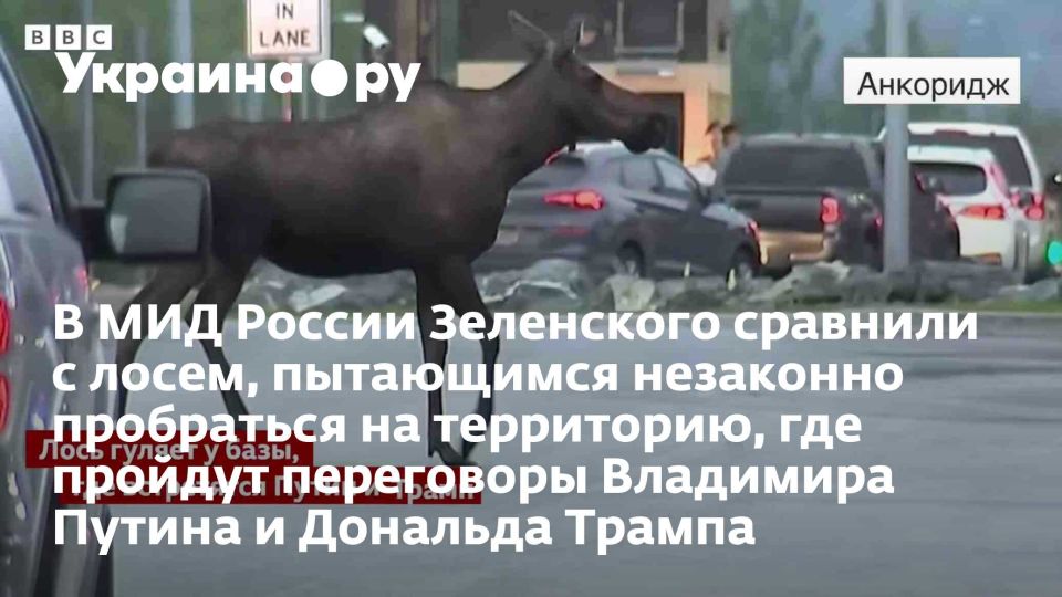 В МИД России Зеленского сравнили с лосем, пытающимся незаконно пробраться на территорию, где пройдут переговоры Владимира Путина и Дональда Трампа