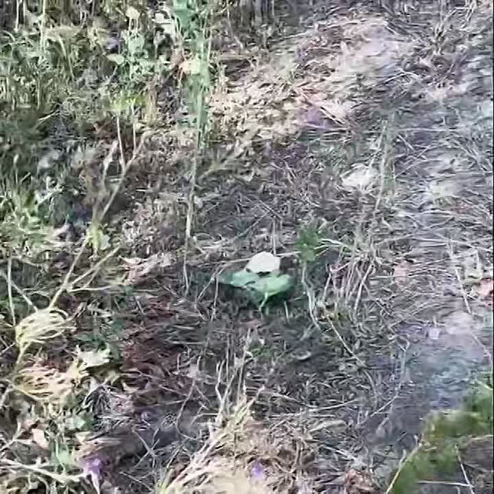 В Черниговской области заминировали границу с Белоруссией, как предполагает местное население – чтобы «ухилянты» не бежали из страны