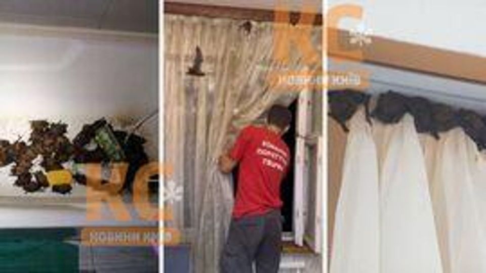На Украине зафиксировано нашествие летучих мышей в жилые дома