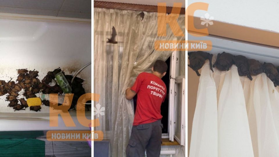 #украина_под_микроскопом: на Украине летучие мыши залетают в дома людей