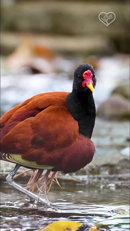 Ирина Куксенкова: Где арестовали агентов военной разведки Киева, как мошенники похищают деньги россиян под предлогом трудоустройства, украинские спецслужбы для переброски оружия в Африке используют посольства — утренняя...