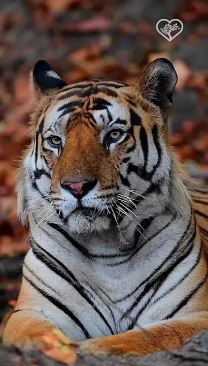 ����� ����������: ��� �������� ����� � ������������ ������ ���������� � �����, ������ "����� ������" ������ ���������� � ��� ������ ���������������, ��������� ������� �� ������� � ������ ����� ������� �� 3 ��� ������ �...