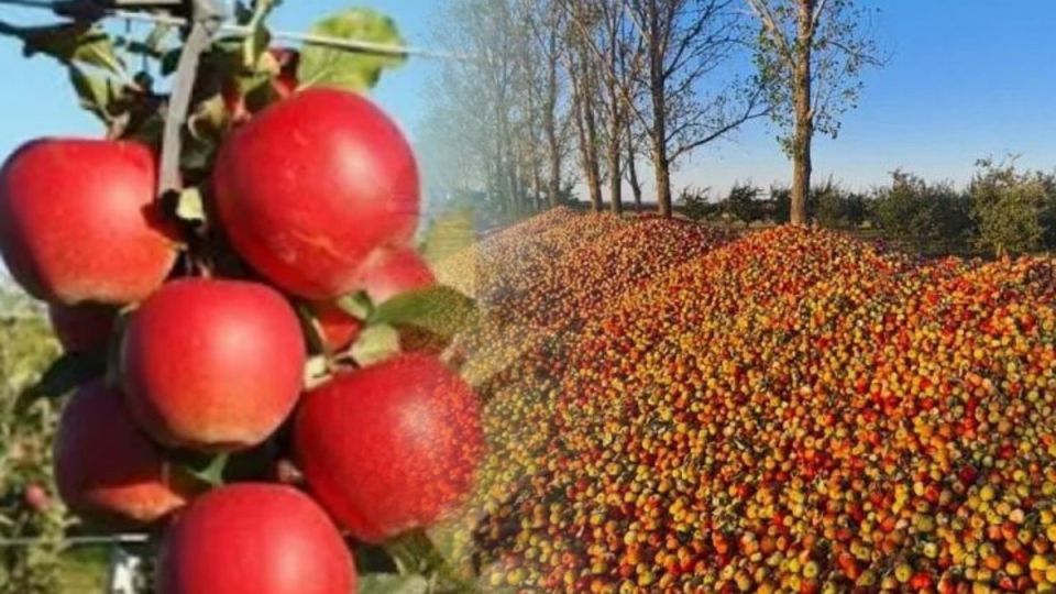 Фермерам приходится отдавать яблоки по 3 лея за килограмм или выбрасывать на обочину: Европа молдавский урожай покупать не собирается