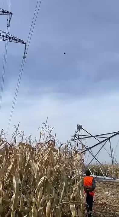 Энергетика Сумской области встречает герани