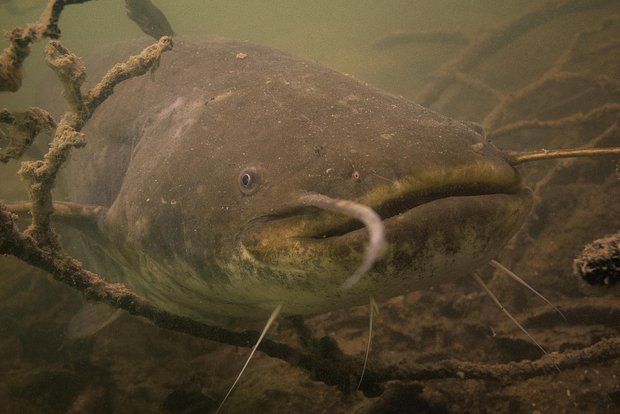 В украинской реке поймали огромного сома длиной 176 сантиметров