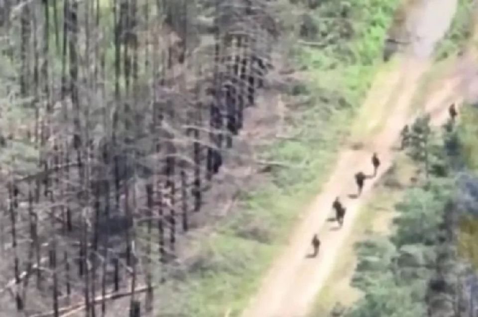 Полки ВСУ дрожат и собирают трупы в «Покровской воронке»