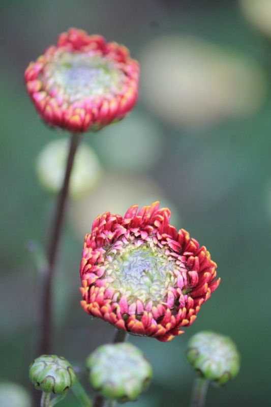 Никитский ботанический сад готовится к традиционному Балу хризантем