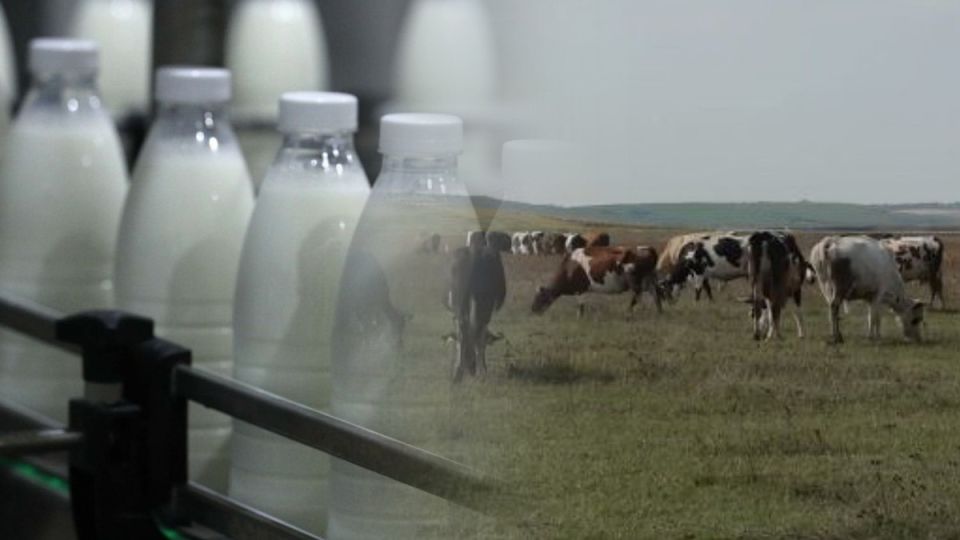 Молдова скатилась до уровня 1950 года по производству молока: Глава минсельхоза призналась, что сырье импортируется из Украины - свою отрасль угробили