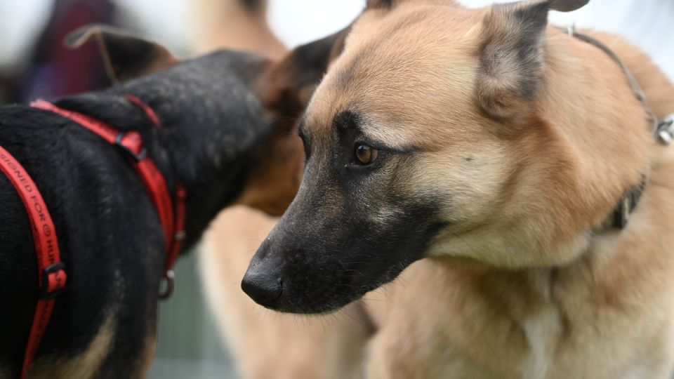 &quot;Выглядят здоровыми и активными&quot;: в Чернобыле обнаружили собак-мутантов с синей шерстью