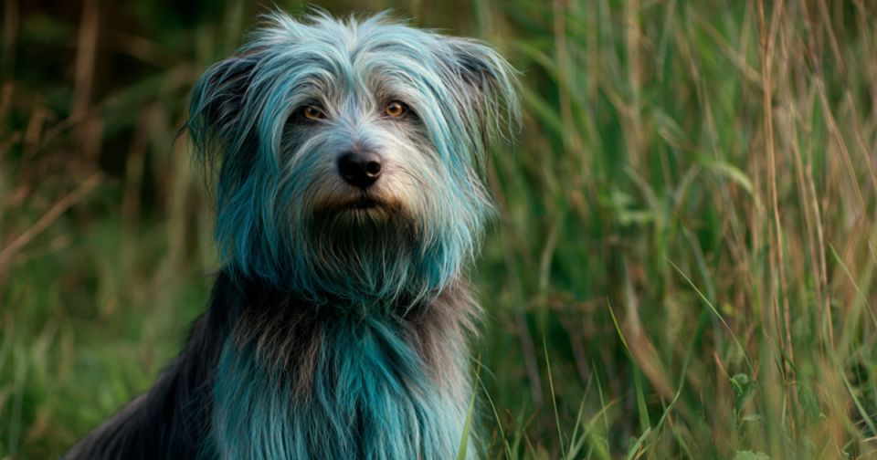 Синий цвет чернобыльских собак связали с действиями украинских уклонистов