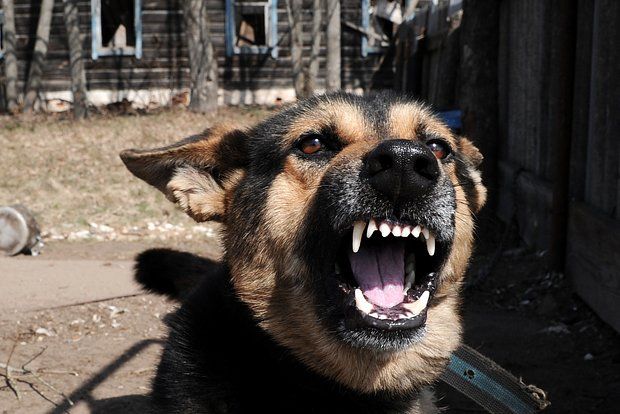 Биолог Шеляков: Собак в Чернобыле покрасили в синий хулиганы