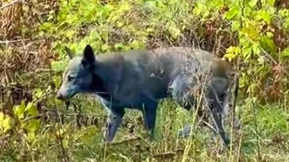 В зоне отчуждения Чернобыльской АЭС появились синие собаки