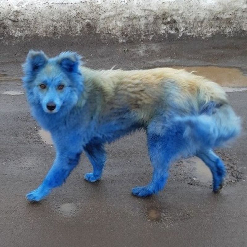 В Чернобыльской зоне отчуждения были замечены собаки с необычным синим окрасом