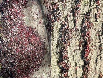 Нашестя красно-чорних БАНДЕРОВЦЕВ КЛОПОВ во Львове